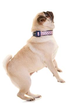 DOOG - Neoprene Dog Collar Gromit Gr. S